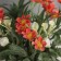Bonsai in the pot "Freesia Premium Extra" 21x9 cm, mix