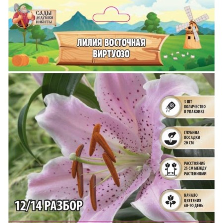 East Lilia "Virtuoo", rr 12/14, 3 pcs, spring 2024