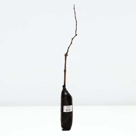 Fruit grapes "Arkady", tube, 1 pc, spring 2024-3
