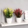 Bonsai in the pot "Front with a sedge" 9x23 cm, mix