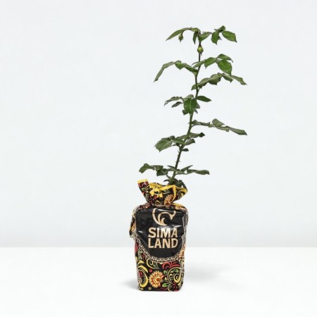 Seedling rose Pierre de Ronsar, climbing, pot 2 l., Summer 2024