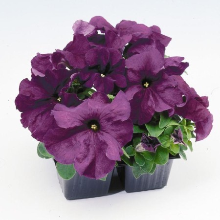 Flowers of Petunia Limbo GP DIP purple 1000 pcs