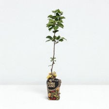 Seedling apple tree with a standard, autumn variety, pot 2l., Summer 2024