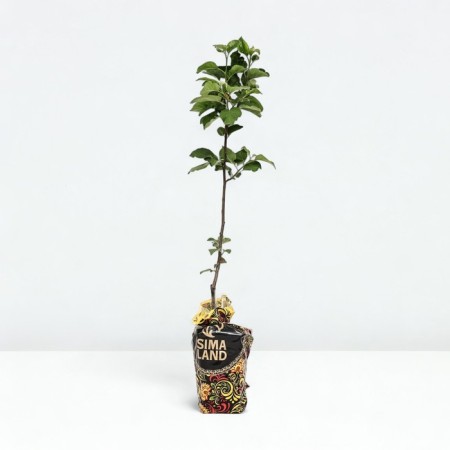 Seedling apple tree with a standard, autumn variety, pot 2l., Summer 2024