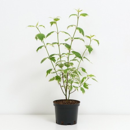 Deren's offspring white gold, s2 pot, H10-50 height, 1 pc, summer 2024-1