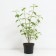 Deren's offspring white gold, s2 pot, H10-50 height, 1 pc, summer 2024