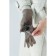 Gloves are female, dimensionless, without insulation, beige color