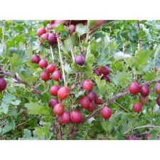 Gooseberry Khinnemaen Punainen, s2 pot, n20-40 height, 1 pc, summer 2024