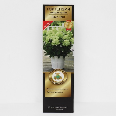 Hydrangea blizzard Patio Lux "White Light", 1 pc, tube, spring 2025