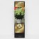 Hydrangea blizzard Patio Lux "White Light", 1 pc, tube, spring 2025