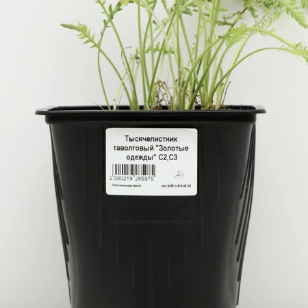 Yarrow Tavolgovy "Golden Clothes", Pot C2, 1 pc, Spring 2024-3