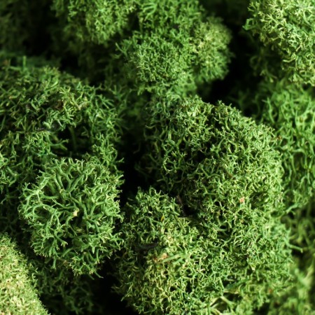 Moss Yagel stabilized "natural green" 300 gr.-2
