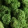 Moss Yagel stabilized "natural green" 300 gr.