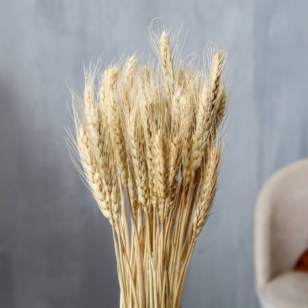 Dry Column of wheat, set 50 pcs., White color-1