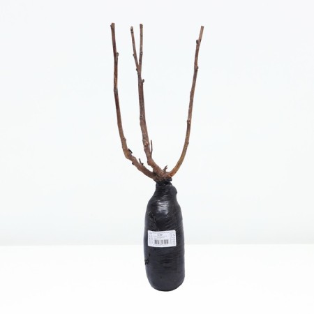Ryabinnik Ryabinolite (series Northern Garden) "Sam", 1 pc, tube, spring 2025-2
