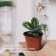 Pot for seedlings, 2 l, d = 16.5 cm, h = 13.5 cm, Greengo