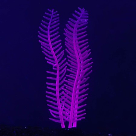 Silicone Aquarium plant, luminous in the dark, 4.5 x 15 cm, purple-1