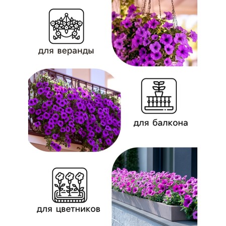 Petunia seeds "Mambo" F1 Violet Tangle, 7 pcs-1