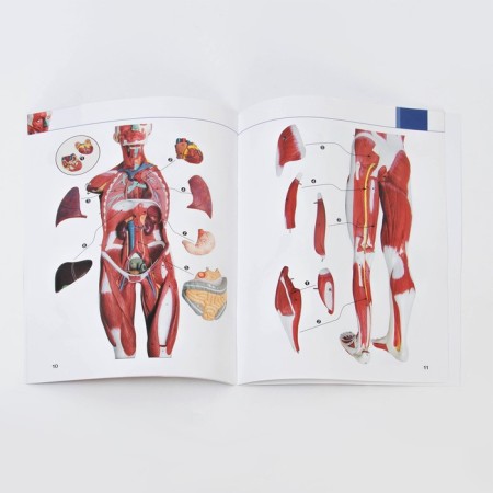The layout "The body of a person, muscles, internal organs", collapsible 78cm-7