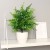 Bonsai 1