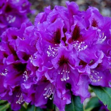 Rhododendron hybrid 
