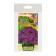 Petunia Seeds "Mambo" F1 purple multi -flowered, set 5 pcs