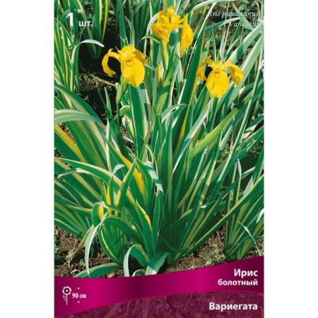 Marsh Iris "Variegata", 1 pc, rr I, spring 2025-2