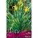 Marsh Iris "Variegata", 1 pc, rr I, spring 2025