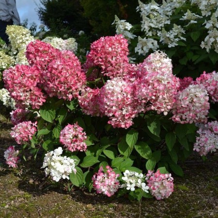 Saphenet Hydrangea Smiling "Pink Diamond", pot C1.5, Summer 2024