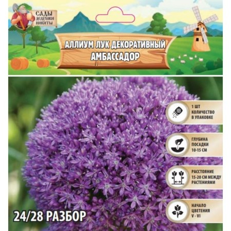 Allium Luke decorative ambassador, 24/28, 1 pc, autumn 2024