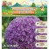 Allium Luke decorative ambassador, 24/28, 1 pc, autumn 2024