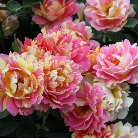 Seedling rose "Rose de Systemersyan", tube, spring 2025