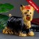 Piggy bank "Yorkshire Terrier" Standing, 16x32x28cm
