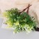 Bouquet "Cicoria ordinary" 30 cm, mix