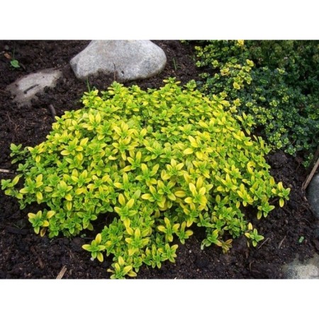 Timyan Lemon -Swimming "Aureus", P9 pot, 1 pc, spring 2024