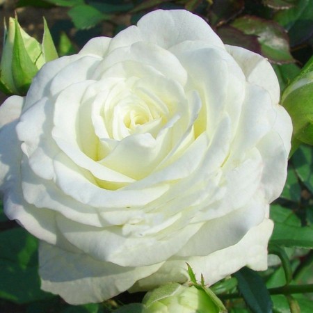 Seedling rose tea-hybrid bounty vay, 1 pc, spring 2024