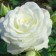 Seedling rose tea-hybrid bounty vay, 1 pc, spring 2024