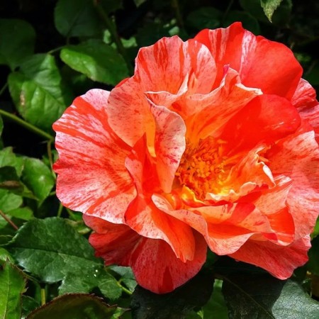 Seedling Rosa "Grimaldi", tube, spring 2025