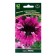 Petunia flowers are excellent dark purple, 10pcs