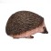 Figure Konik "Hedgehog"