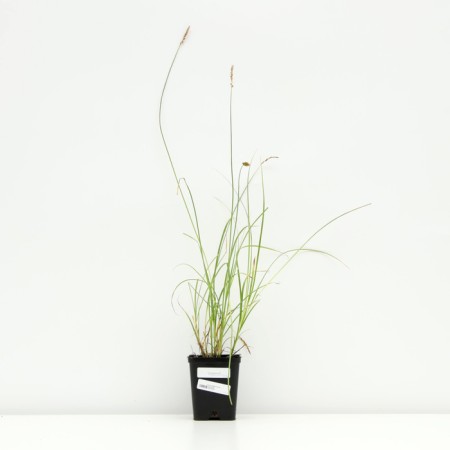 Seduka smooth -oca, pot p9, 1 pc, spring 2024-2