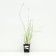 Seduka smooth -oca, pot p9, 1 pc, spring 2024