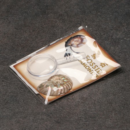 Ammonites set in packaging