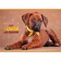 Album for drawing A4, 40 sheets, on paper clip, "favorite pets", covered cardboard, block 100 g/m², mix