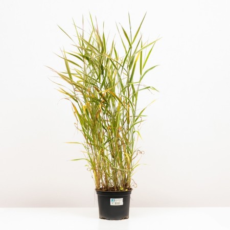 Bukharnik soft albarigatus, C2 pot, H10-50 height, 1 pc, summer 2024-1