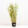Bukharnik soft albarigatus, C2 pot, H10-50 height, 1 pc, summer 2024