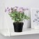Bonsai in the pot "Chamomile Trushka" 9x22 cm, mix