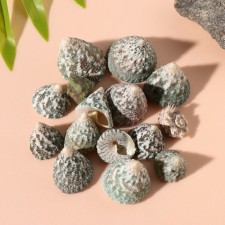 Craches of natural decorative 