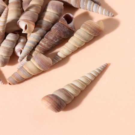 Treasury shells "Spiral" set 100 grams-1