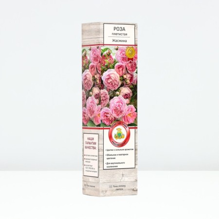Seedling rose Plesy "jasmine", tube, 1 pc, spring 2025